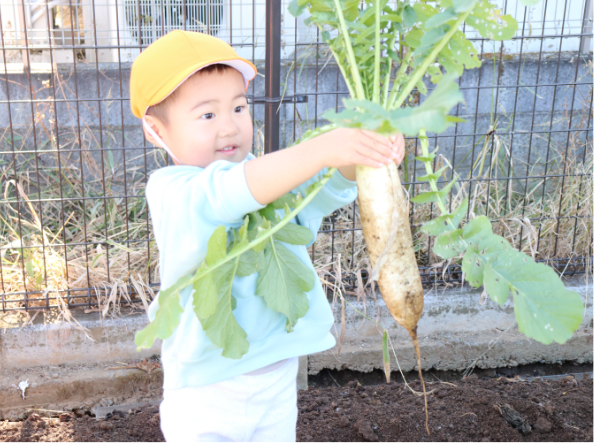 野菜を収穫する園児